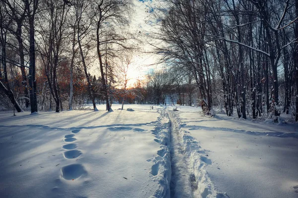 Bela paisagem de inverno com árvores na neve — Fotografia de Stock
