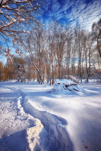 Bela paisagem de inverno com árvores na neve — Fotografia de Stock