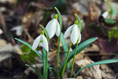 Güneşli bir günde açan ilkbahar kardelen çiçekleri.