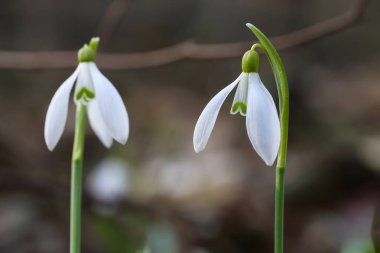 Güneşli bir günde açan ilkbahar kardelen çiçekleri.