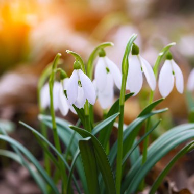 Güneşli bir günde açan ilkbahar kardelen çiçekleri.