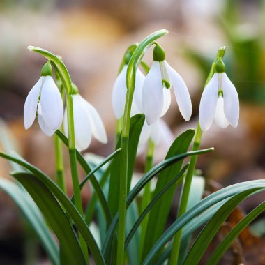 Güneşli bir günde açan ilkbahar kardelen çiçekleri.