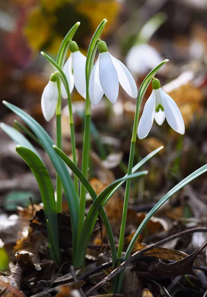 Spring snowdrop flowers blooming in sunny day — Stock Photo, Image