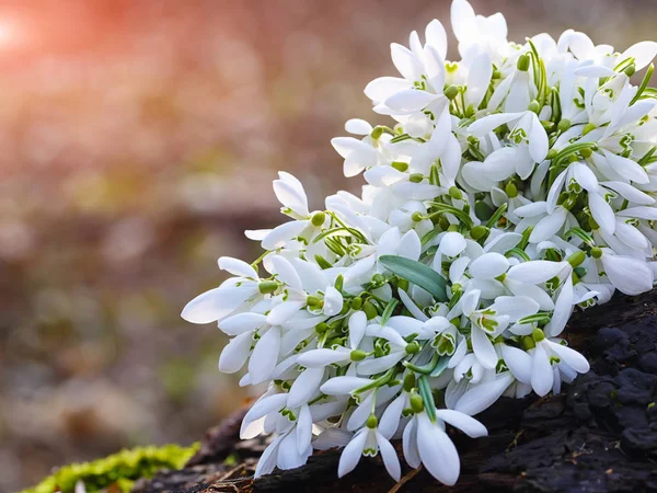 Ramo de flores de primavera nevada floreciendo en el día soleado — Foto de Stock