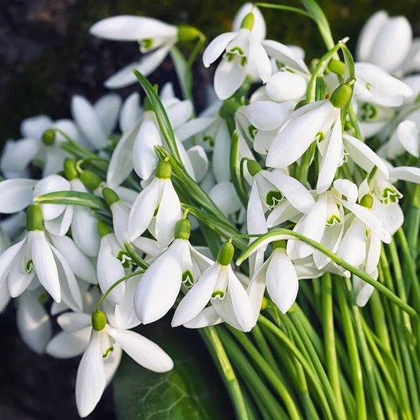 bouquet of Spring snowdrop flowers blooming in sunny day
