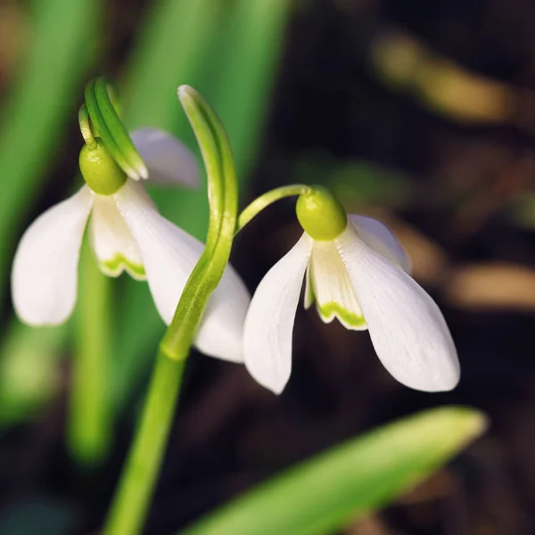 Spring snowdrop flowers blooming in sunny day — Stock Photo, Image