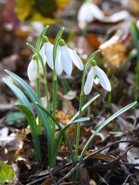 Güneşli bir günde açan ilkbahar kardelen çiçekleri.