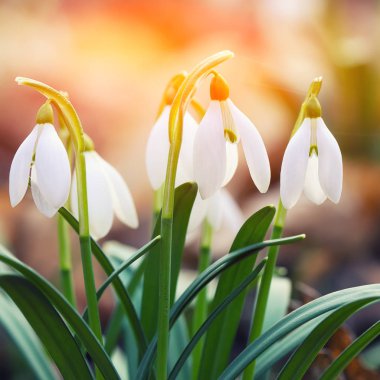 Güneşli bir günde açan ilkbahar kardelen çiçekleri.