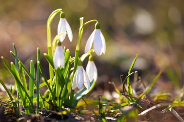 Güneşli bir günde açan ilkbahar kardelen çiçekleri.