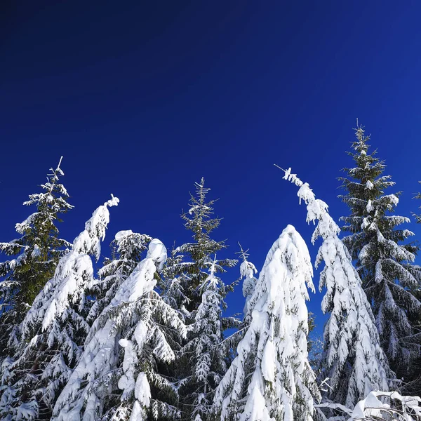 Winter snow covered fir trees on mountainside on blue sky with s — Stock Photo, Image
