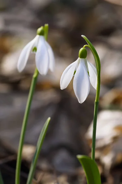 Spring snowdrop flowers blooming in sunny day — Stock Photo, Image