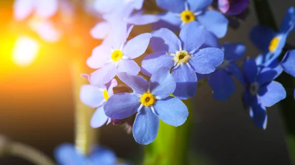 Dimentica me non fiori — Foto Stock