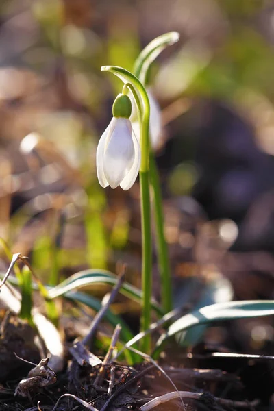 Spring snowdrop flowers blooming in sunny day — Stock Photo, Image