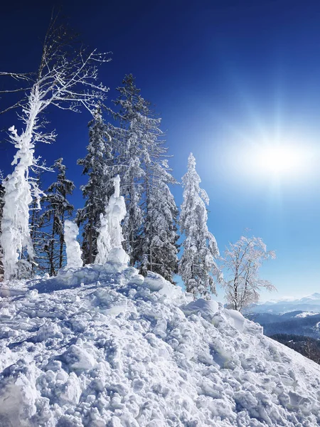 Winter snow covered fir trees on mountainside on blue sky with s — Stock Photo, Image