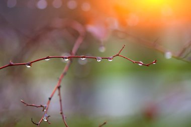 Yağmur damlaları dal