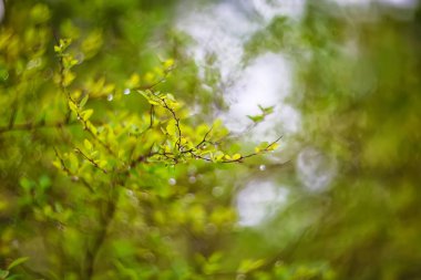 Parlayan ışıklar canlı renkler yaprak geri bokeh bahar bulanık