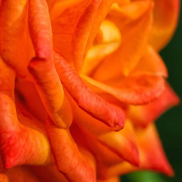 Zblízka oranžová růže — Stock fotografie