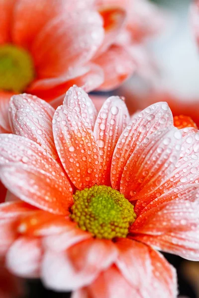 Beautiful orange daisy in the morning dew — Stock Photo, Image