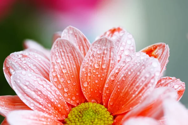 Schönes orangefarbenes Gänseblümchen im Morgentau — Stockfoto