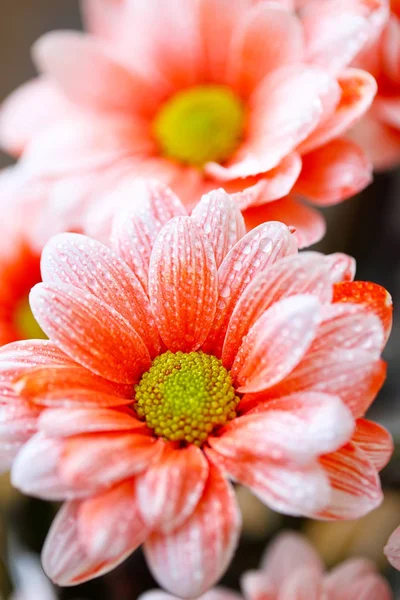 Schönes orangefarbenes Gänseblümchen im Morgentau — Stockfoto