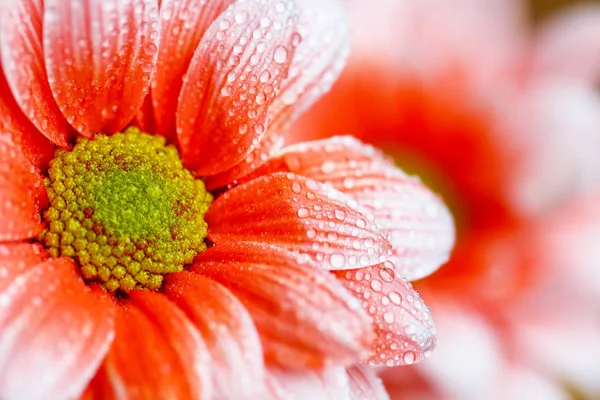 朝露に美しいオレンジのデイジー — ストック写真