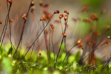 Moss sporlar yakın çekim