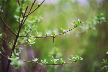 Parlayan ışıklar canlı renkler yaprak geri bokeh bahar bulanık