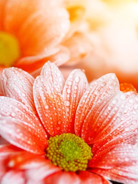 Krásná oranžová květina v ranní rosa — Stock fotografie