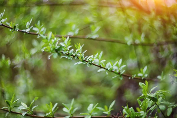 Lumières scintillantes couleur vive printemps bokeh flou à partir de la feuille arrière — Photo