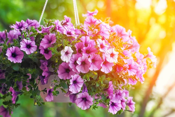 春の庭の紫色のペチュニアの花時間 — ストック写真