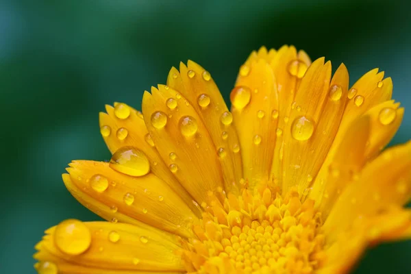 Krásné žluté sedmikrásky v ranní rosa — Stock fotografie