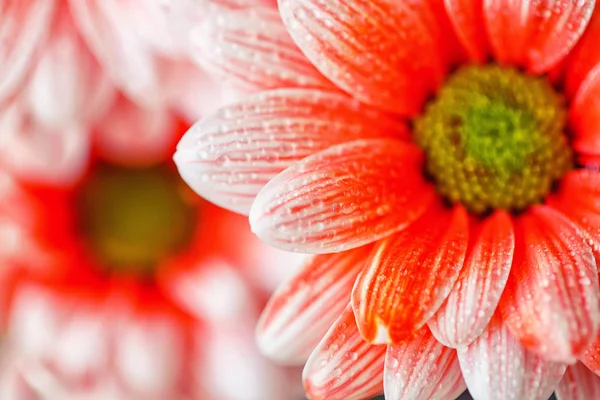 Bella margherita arancione al mattino rugiada — Foto Stock