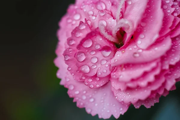 Morning dew on Carnation — Stock Photo, Image