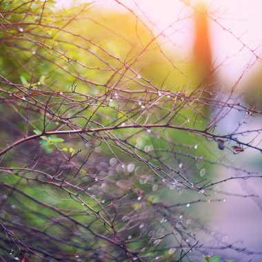 Parlayan ışıklar canlı renkler yaprak geri bokeh bahar bulanık