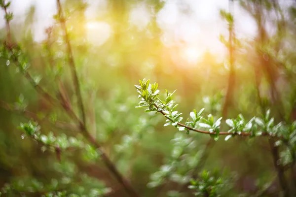 Twinkling lights vivid color blurred bokeh spring from leaf back — Stock Photo, Image