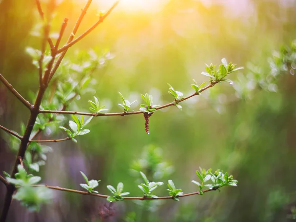 Fond de printemps flou — Photo