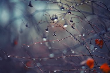 arka plan ile şube ve yağmur damlaları