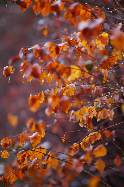 Herbst Hintergrund mit Ästen und Regentropfen — Stockfoto