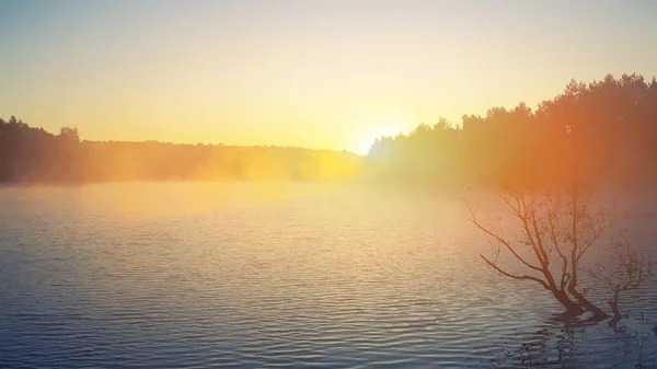 Arbre solitaire poussant dans un étang au lever du soleil — Photo