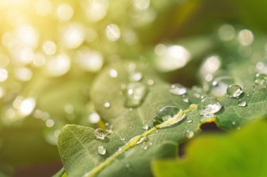 Çiğ yumuşak odak tesisi