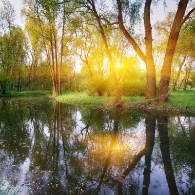 Gür yeşil Woodland Park güneşli sakin gölet