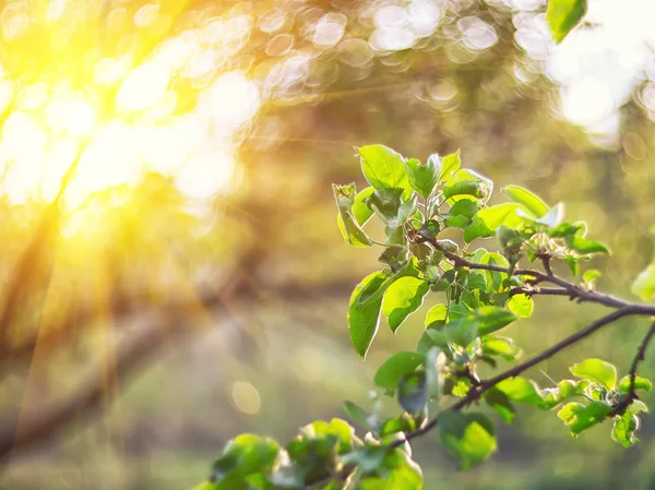 Lumières scintillantes couleur vive printemps bokeh flou à partir de la feuille arrière — Photo