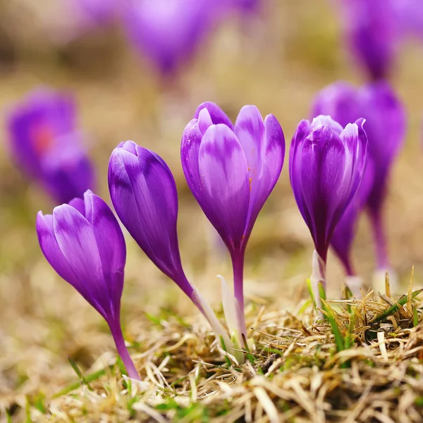 Vue de la floraison des fleurs de printemps crocus croissant dans la faune — Photo