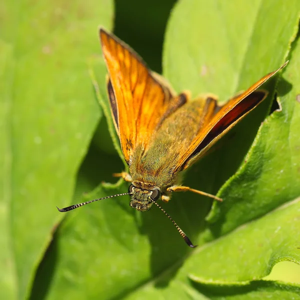 Vista macro de borboleta vibrante de fundo folha verde — Fotografia de Stock