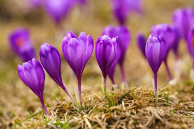 Görünüm çiçek açan bahar crocus yaban hayatı büyüyen çiçekler