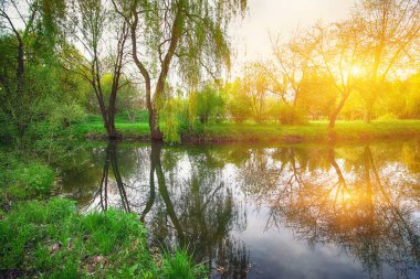 Gür yeşil Woodland Park güneşli sakin gölet
