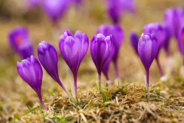 Görünüm çiçek açan bahar crocus yaban hayatı büyüyen çiçekler — Stok fotoğraf