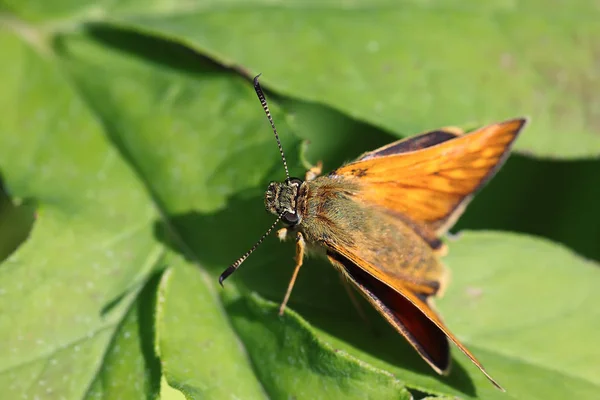 Vista macro da borboleta vibrante no fundo da folha verde — Fotografia de Stock