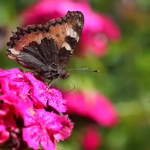 Macro vista de mariposa vibrante sobre fondo de flor — Foto de Stock