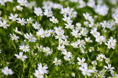 Güzel çiçek açan papatya tarlası